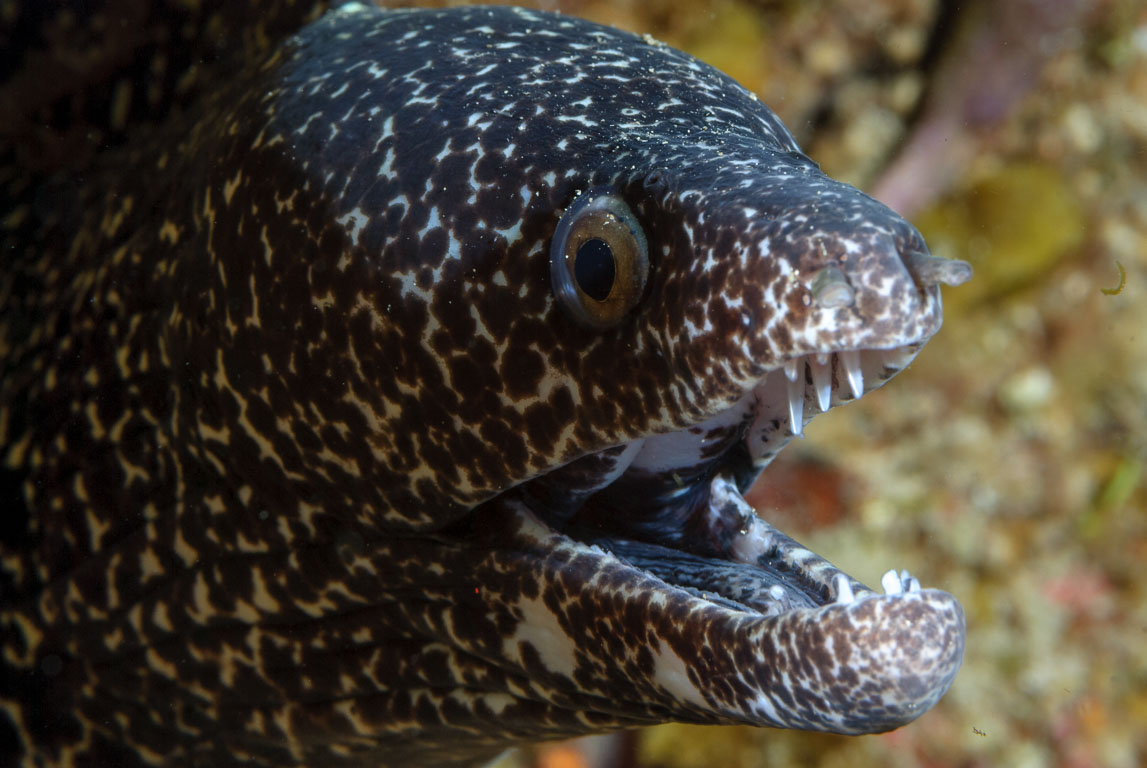 Periclimenes yucatanicus TG_226_23.jpg