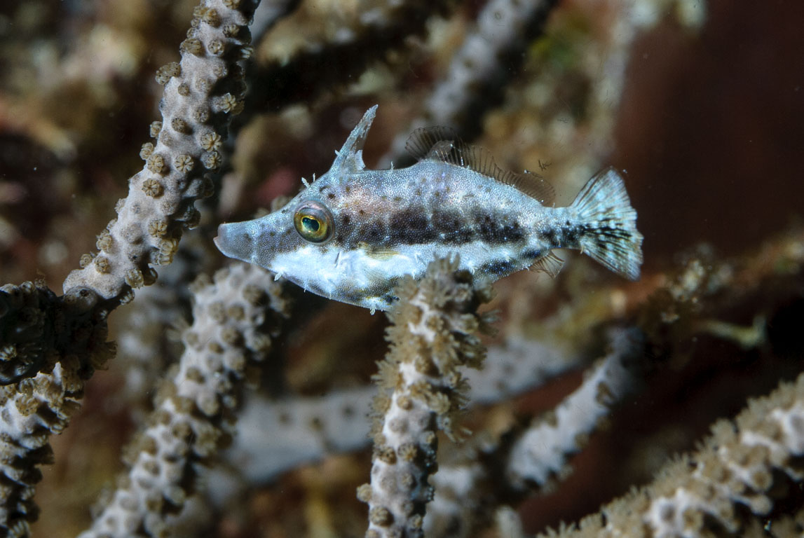 Monacanthus tuckeri TG_226_3.jpg