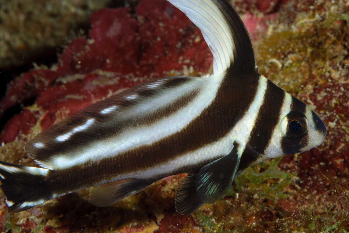 Equetus punctatus TG_226_41.jpg
