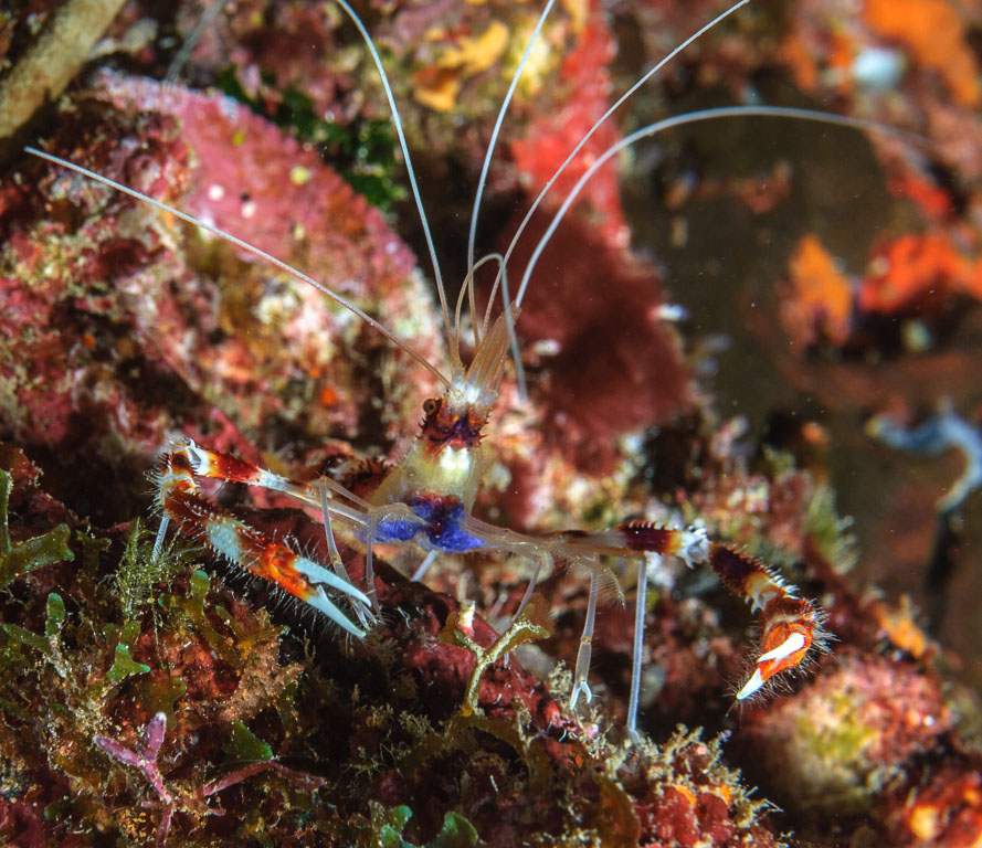 Stenopus hispidus TG_230_35.jpg