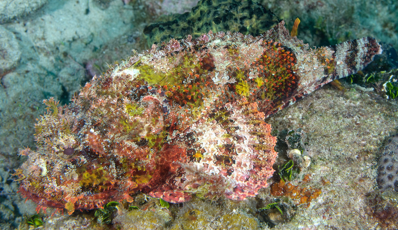 Scorpaena plumieri TG_231_5.jpg
