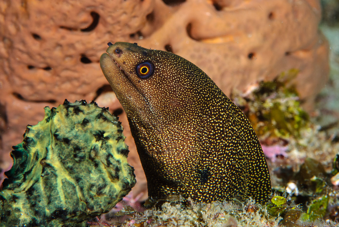 Gymnothorax miliaris TG_232_46.jpg