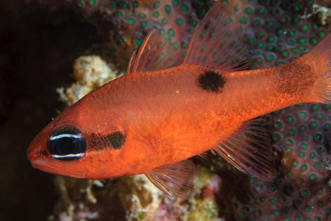 Apogon maculatus TG_232_50-Edit.jpg
