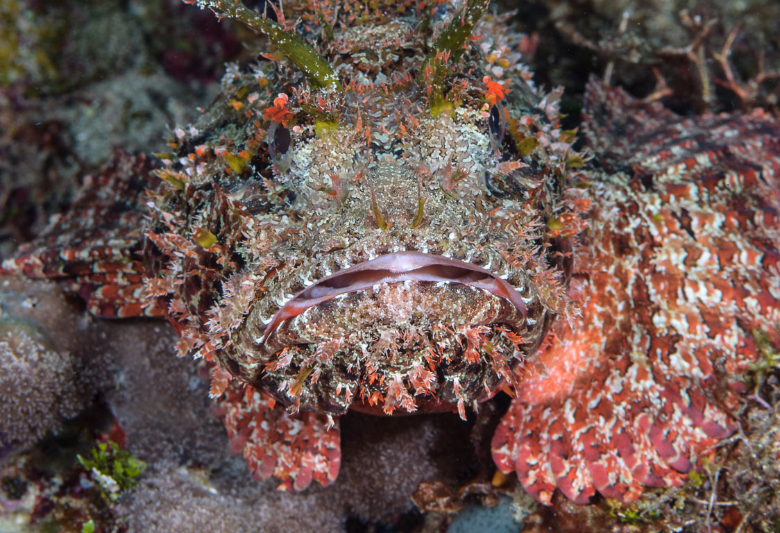 Spotted Scorpionfish (Scorpaena plumieri) TG_232_77.jpg