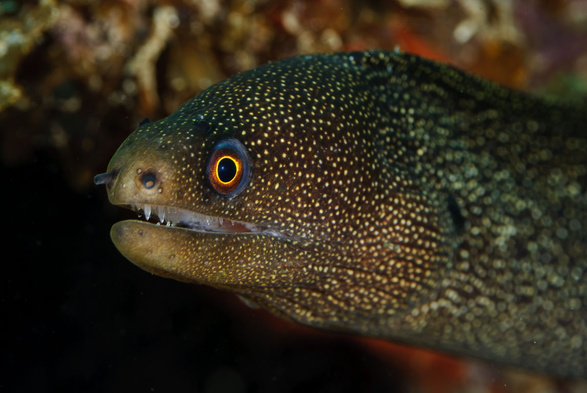 Gymnothorax miliaris TG_257_44.jpg