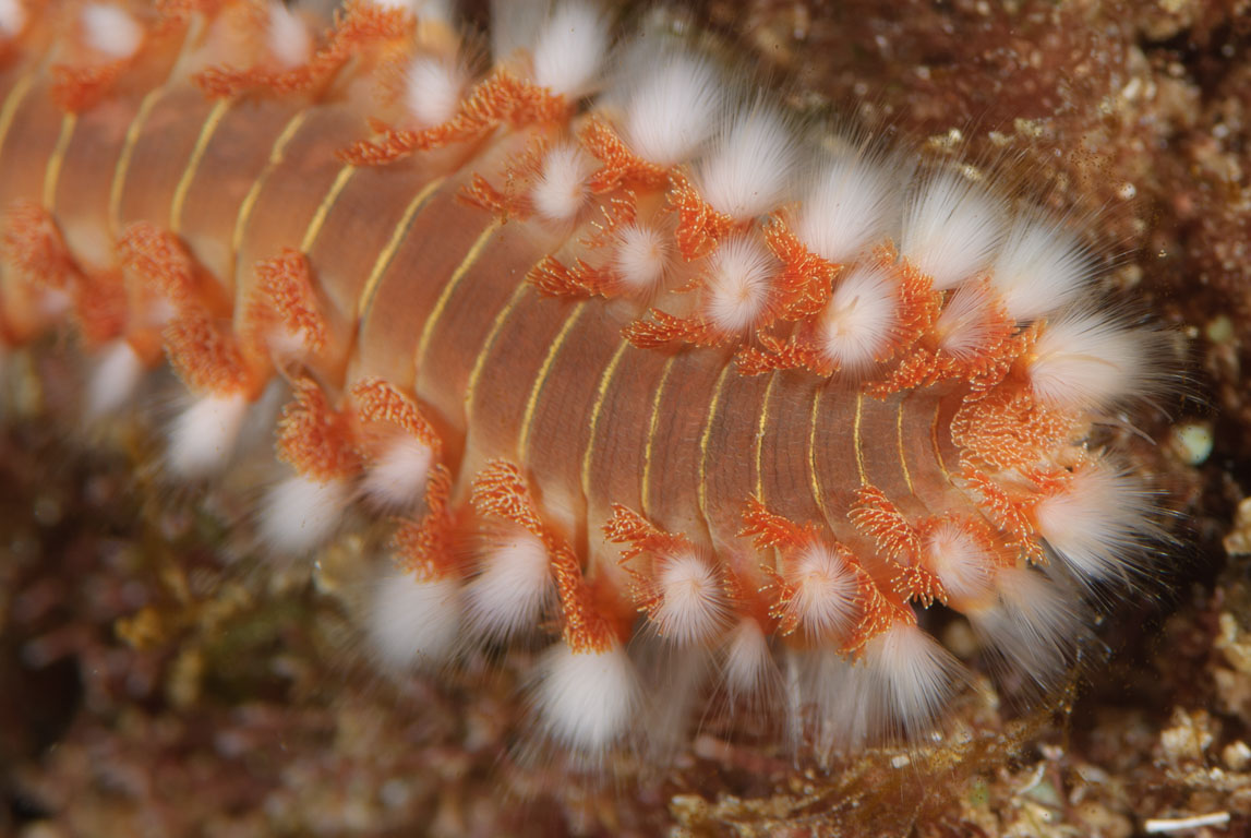Hermodice carunculata TG_257_58.jpg