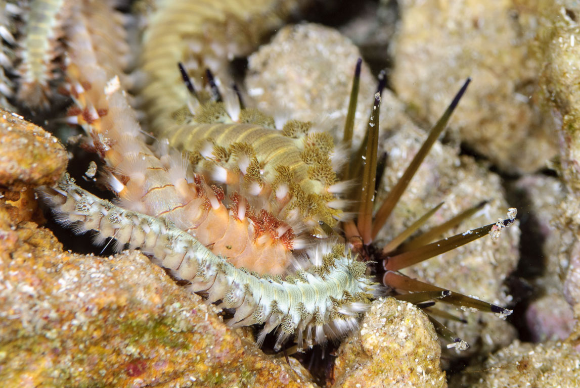Hermodice carunculata TG_257_69.jpg