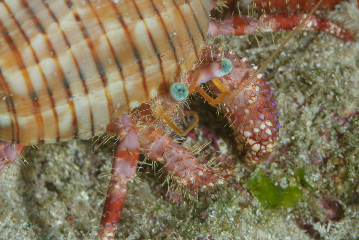 Dardanus venosus TG_258_10.jpg