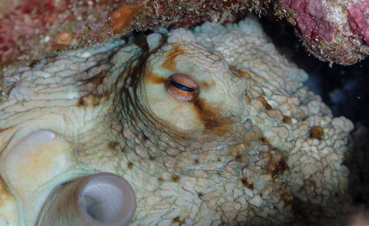Octopus vulgaris TG_258_32.jpg