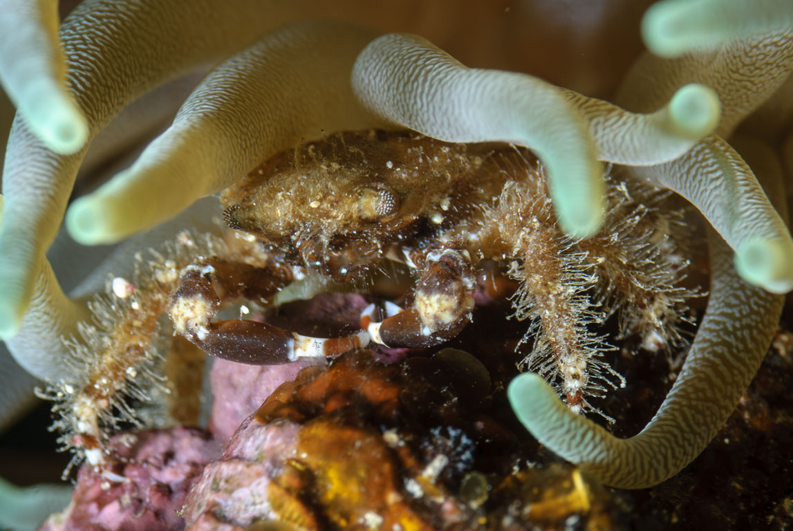 Mithraculus cinctimanus TG_258_50.jpg