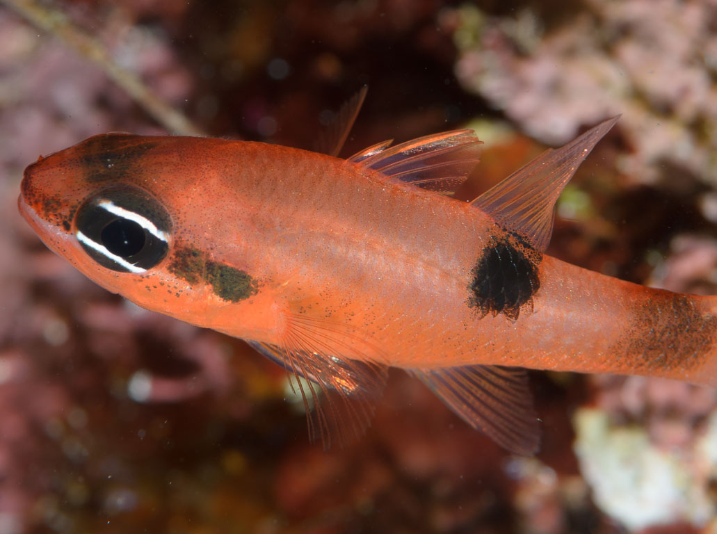 Apogon maculatus TG_305_11.jpg