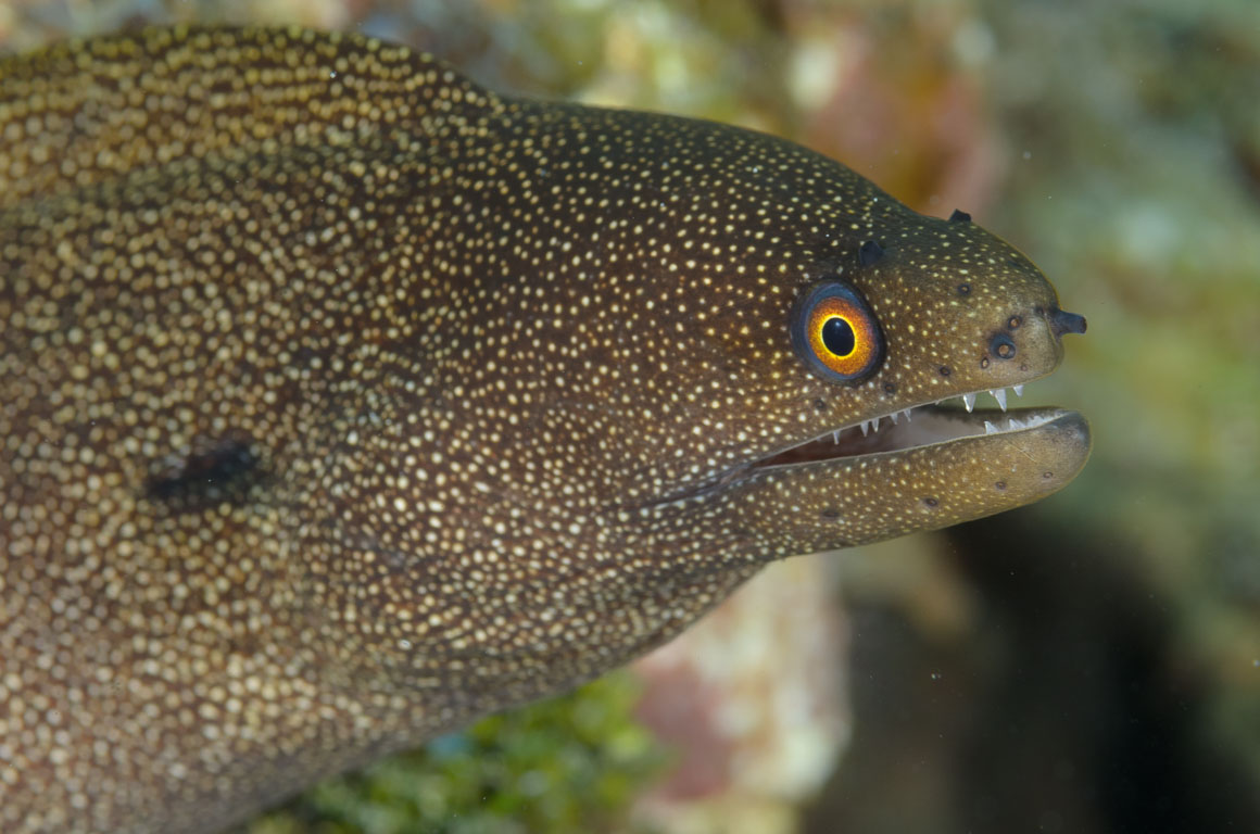 Gymnothorax miliaris TG_305_118.jpg
