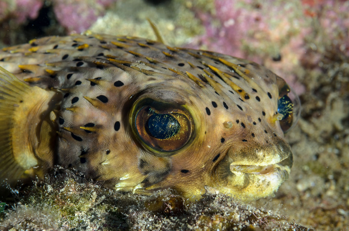 Diodon holocanthus TG_305_120.jpg