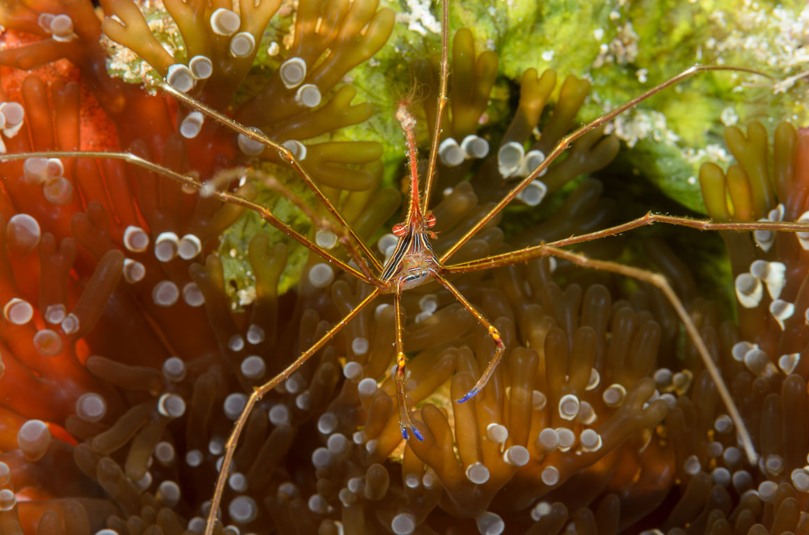 Stenorhynchus seticornis TG_305_128.jpg