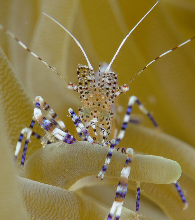 Periclimenes yucatanicus TG_305_54.jpg