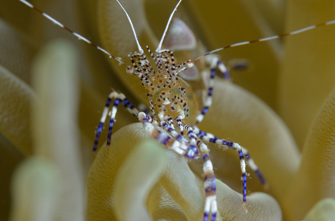 Periclimenes yucatanicus TG_305_55.jpg