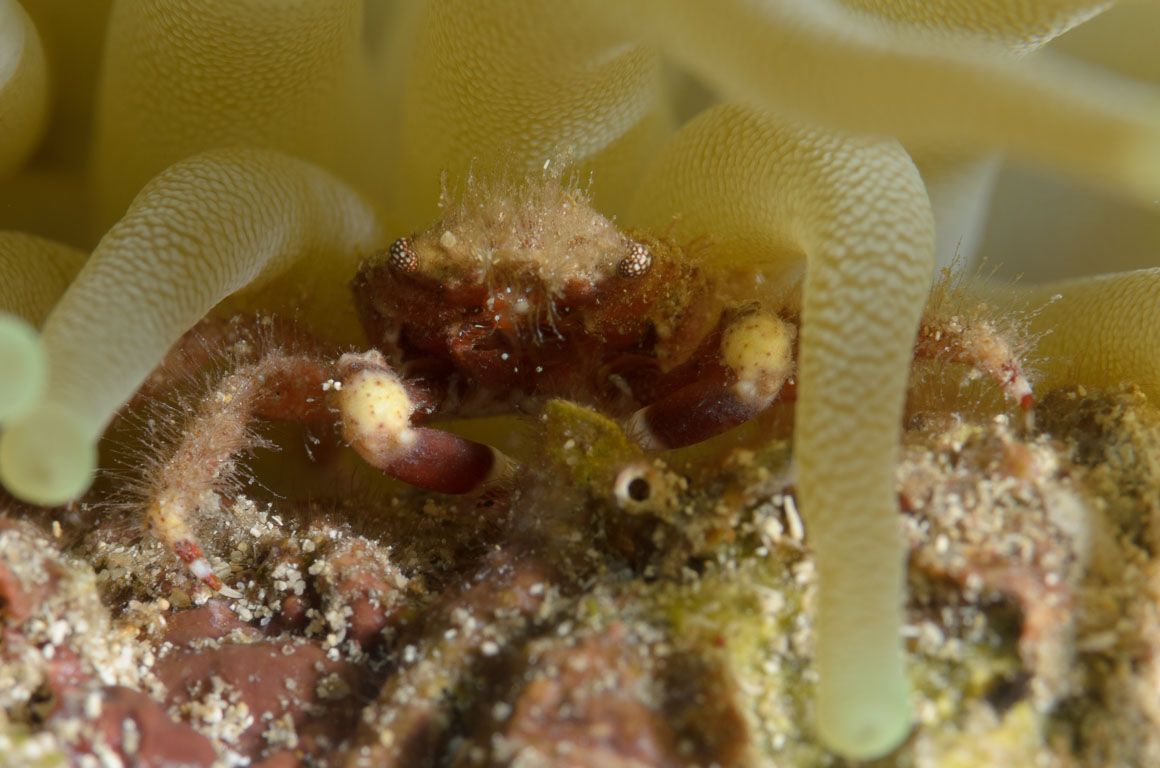Mithraculus cinctimanus TG_305_74.jpg