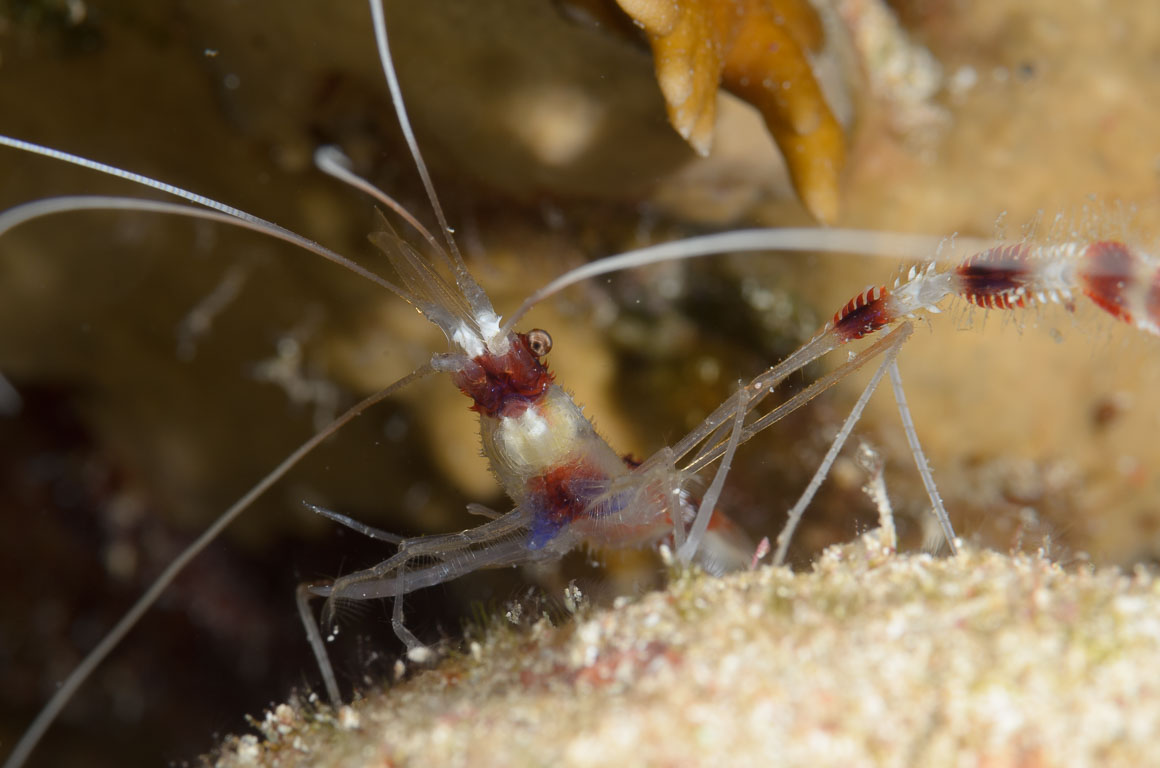 Stenopus hispidus TG_305_84.jpg