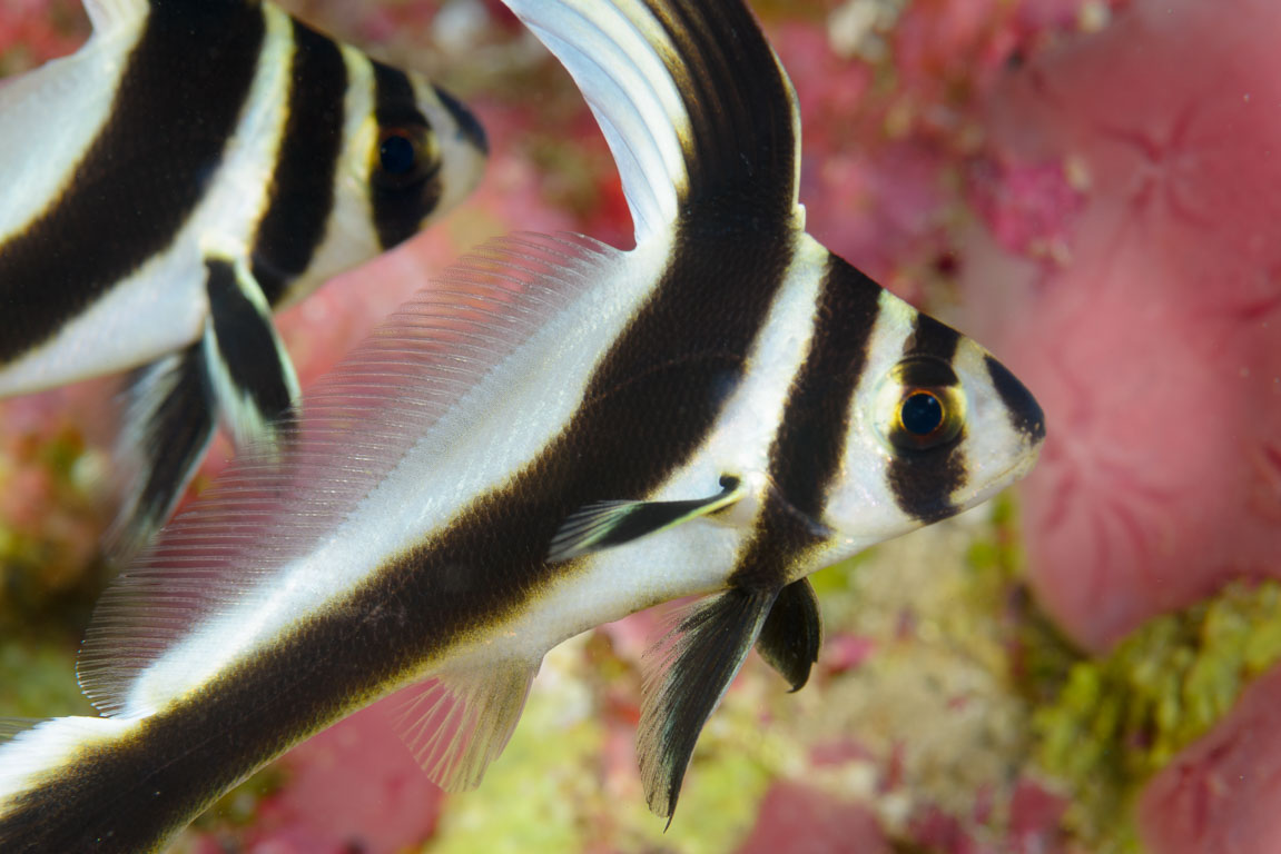 Equetus punctatus TG_306_10.jpg