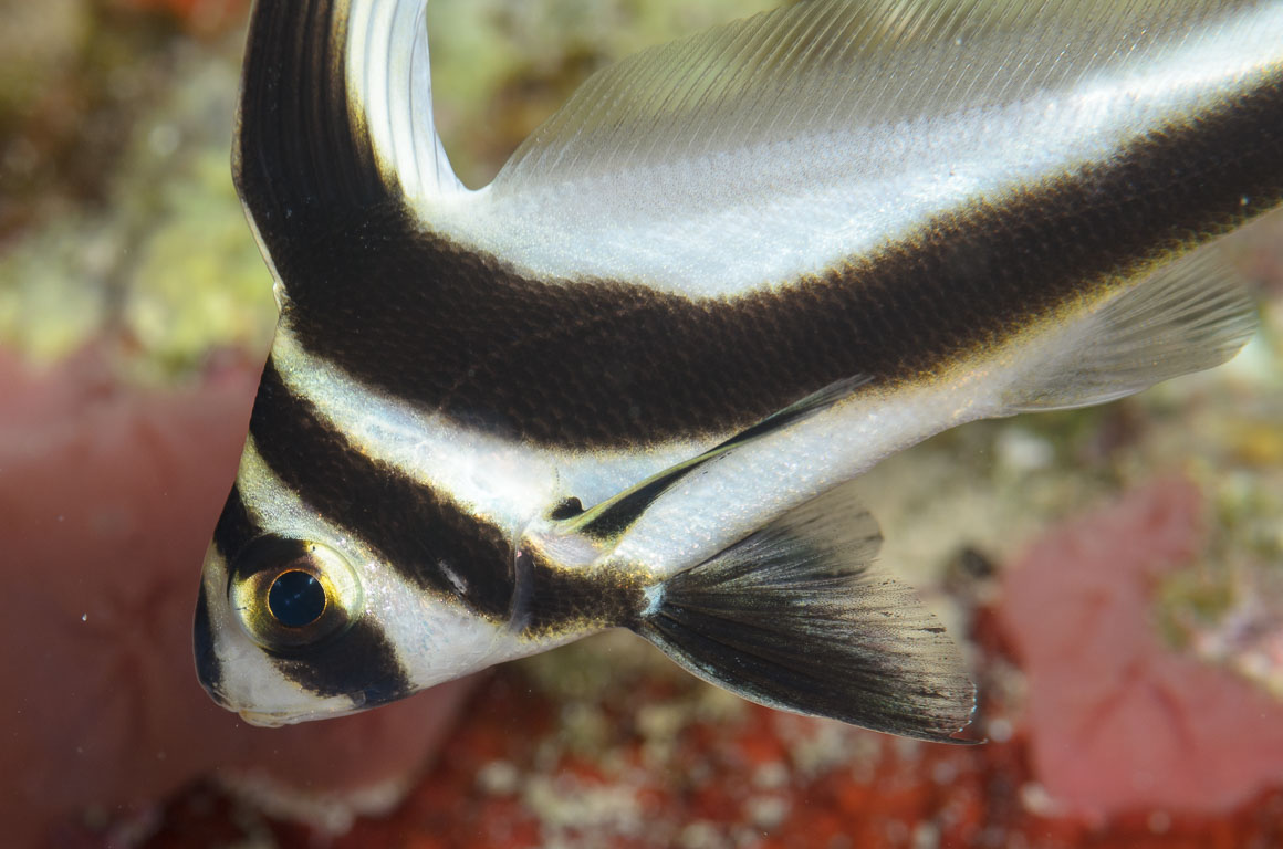 Equetus punctatus TG_306_11.jpg