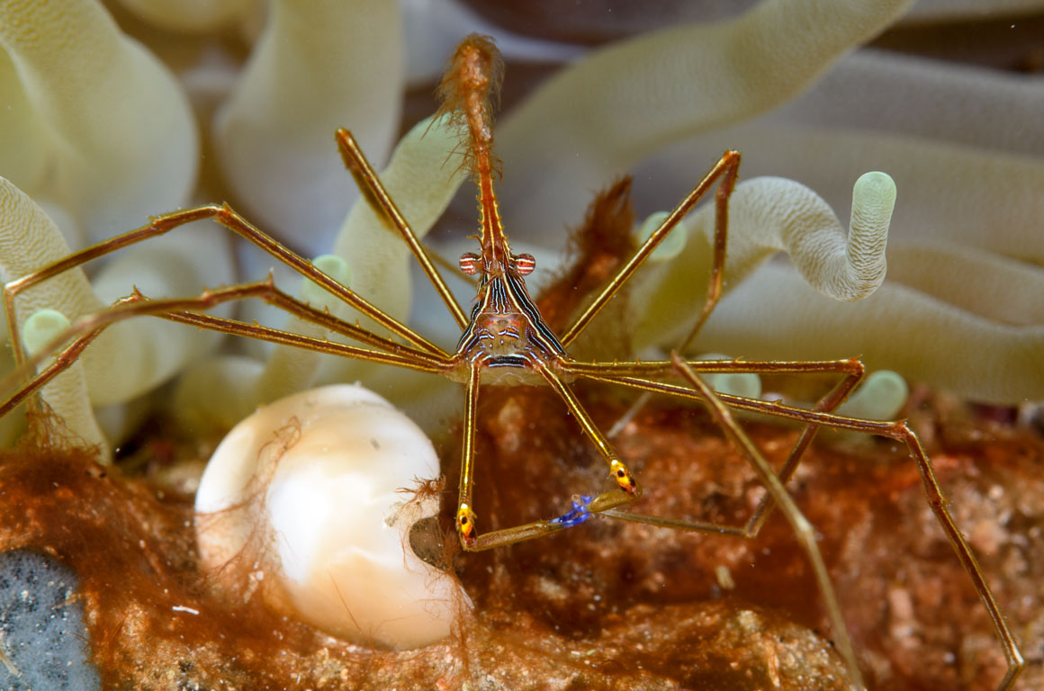 Stenorhynchus seticornis TG_306_62.jpg