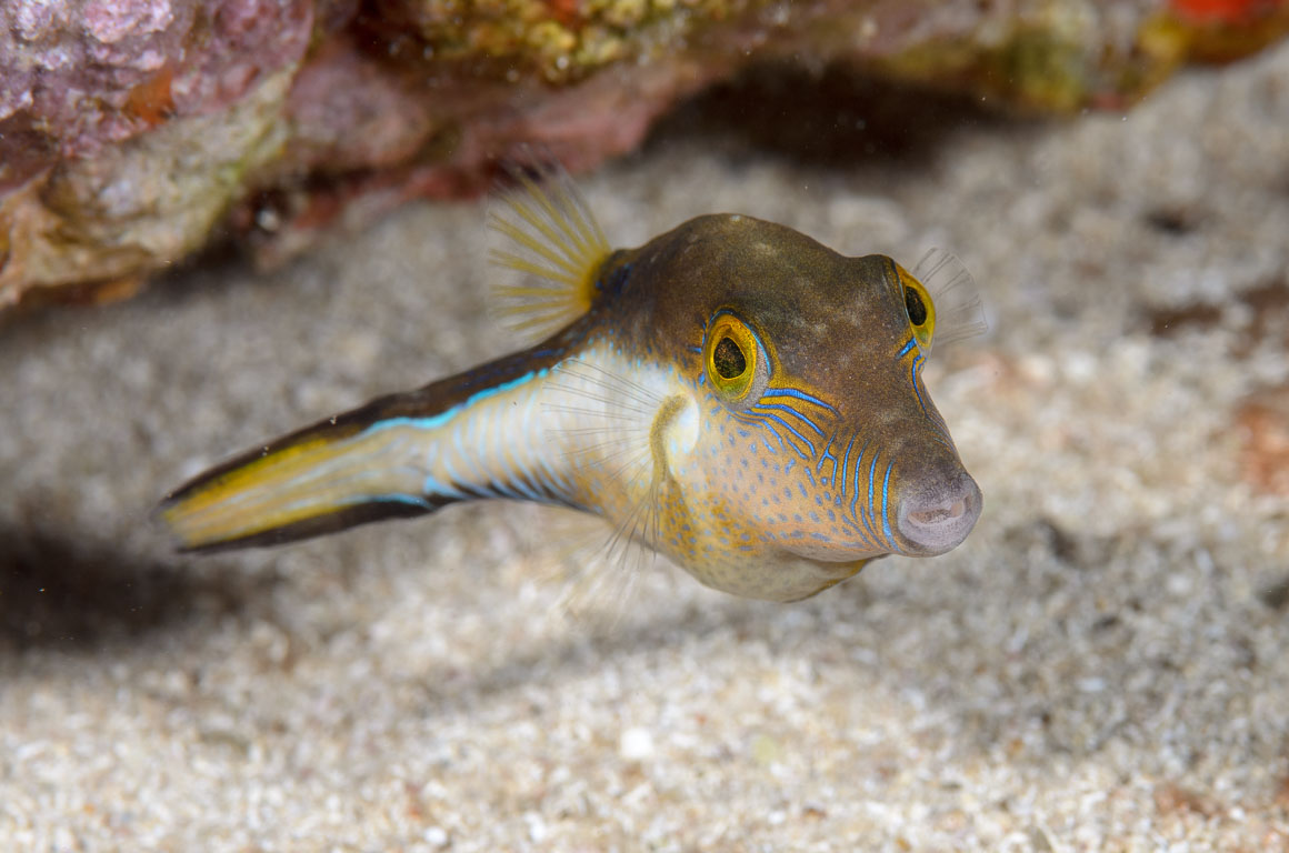 Canthigaster rostrata TG_306_69.jpg