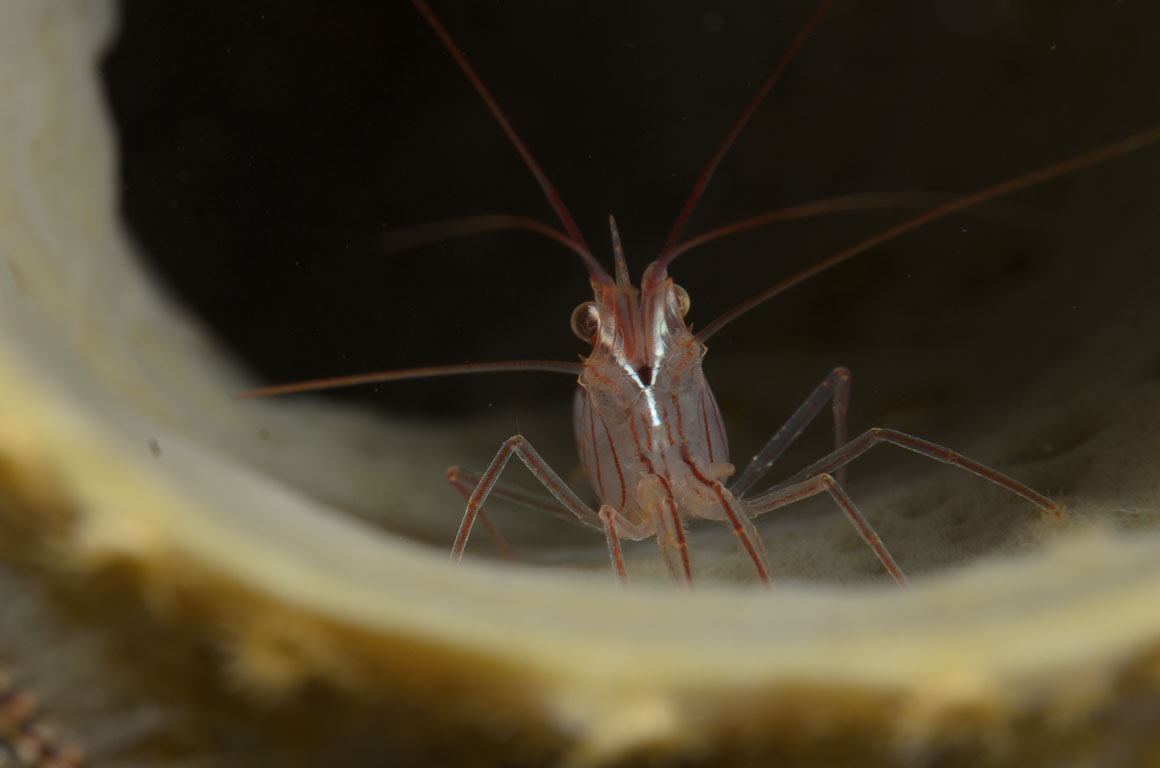 Lysmata wurdemanni TG_306_84.jpg
