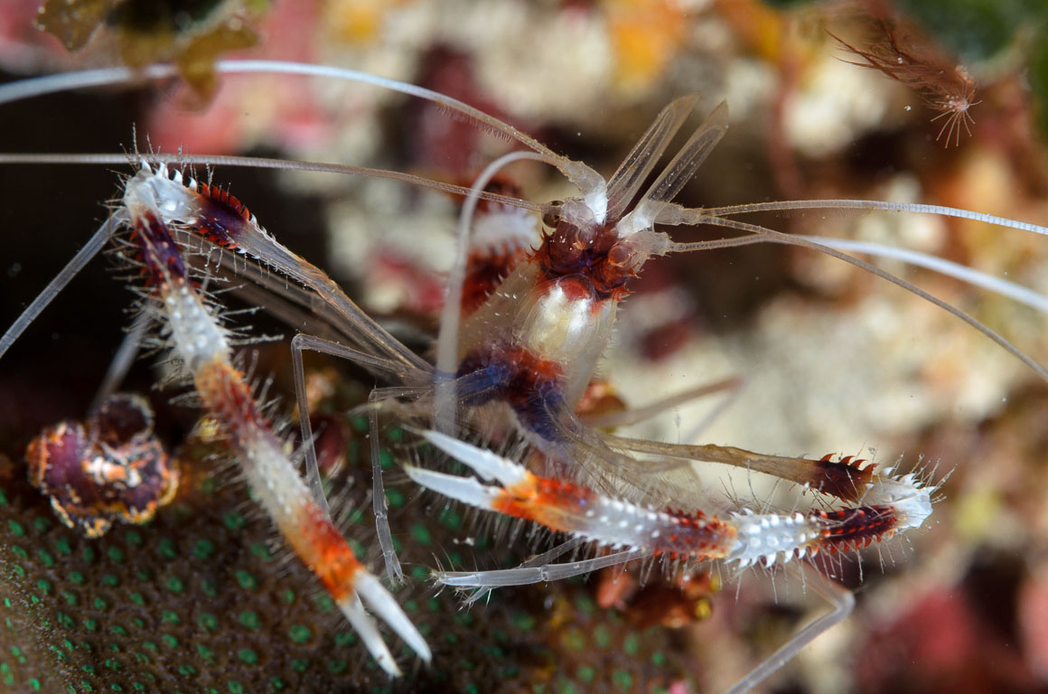 Stenopus hispidus TG_307_21.jpg