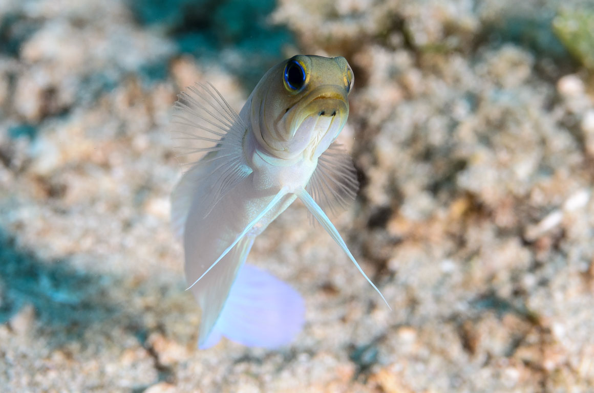 Opistognathus aurifrons TG_307_56.jpg