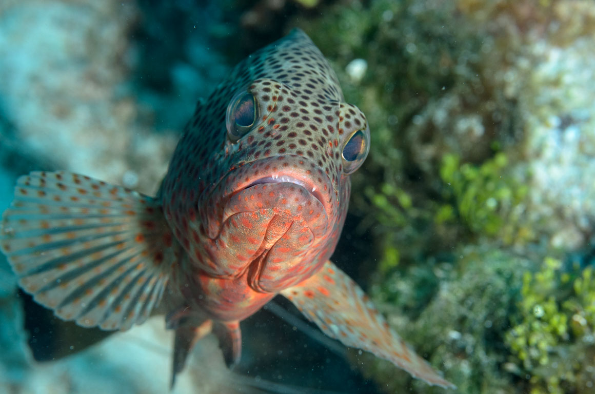 Epinephelus guttatus TG_307_67.jpg