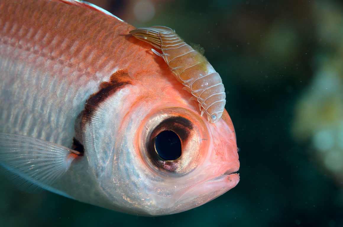 Anilocra myripristis TG_307_7.jpg