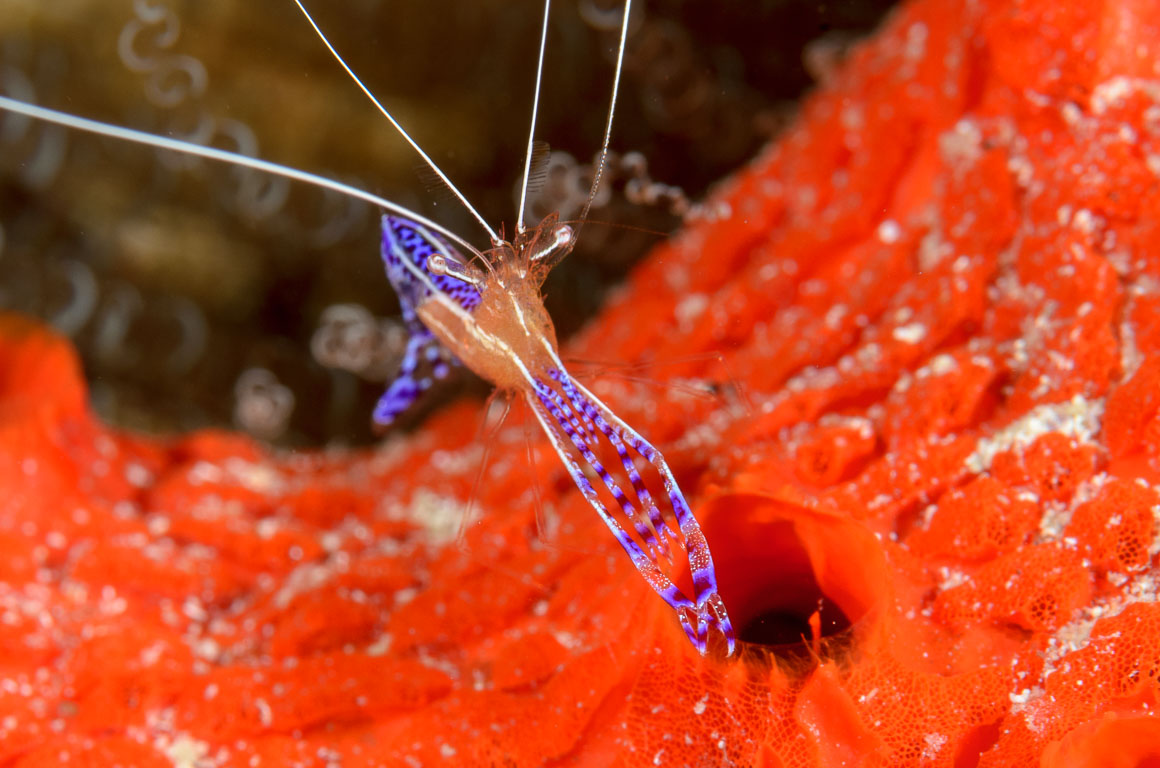 Periclimenes pedersoni TG_308_22.jpg