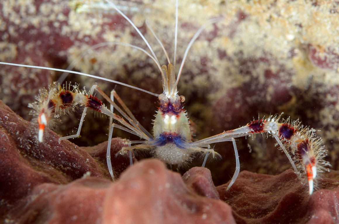 Stenopus hispidus TG_308_59.jpg