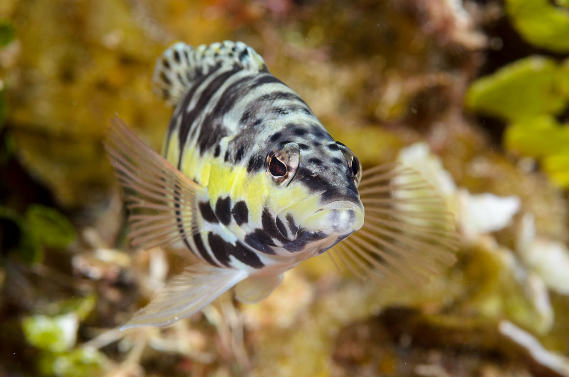 Serranus tigrinus TG_308_64.jpg
