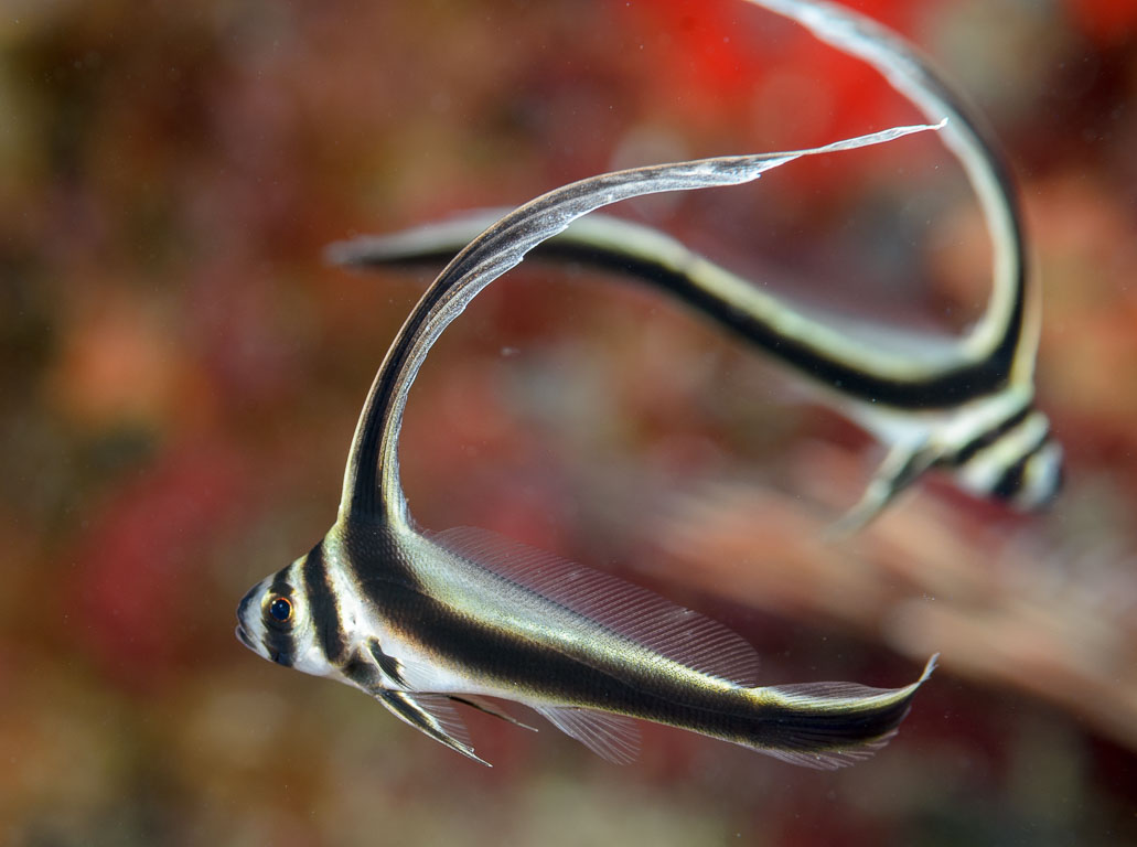 Equetus punctatus TG_308_76.jpg