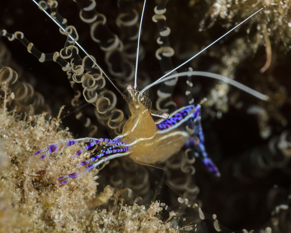 Periclimenes pedersoni TG_409_13.jpg
