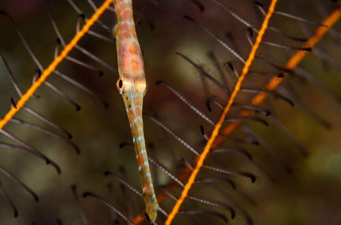 Aulostomus maculatus TG_410_19.jpg