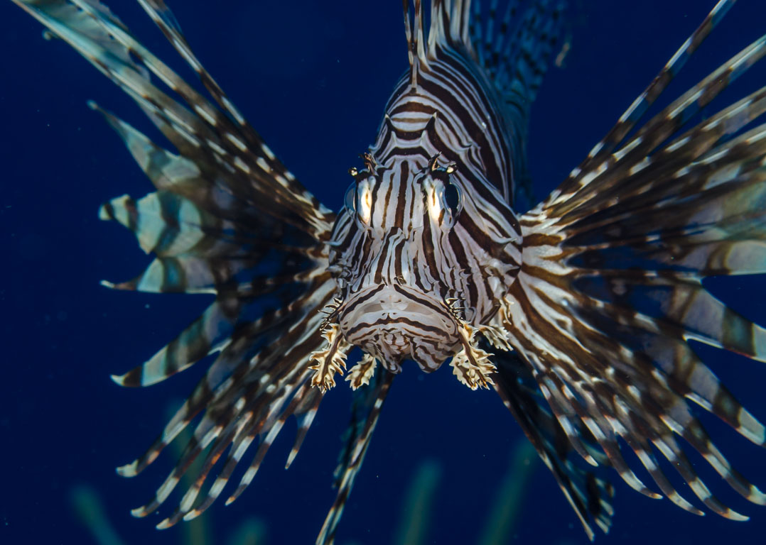 Pterois volitans TG_410_23.jpg
