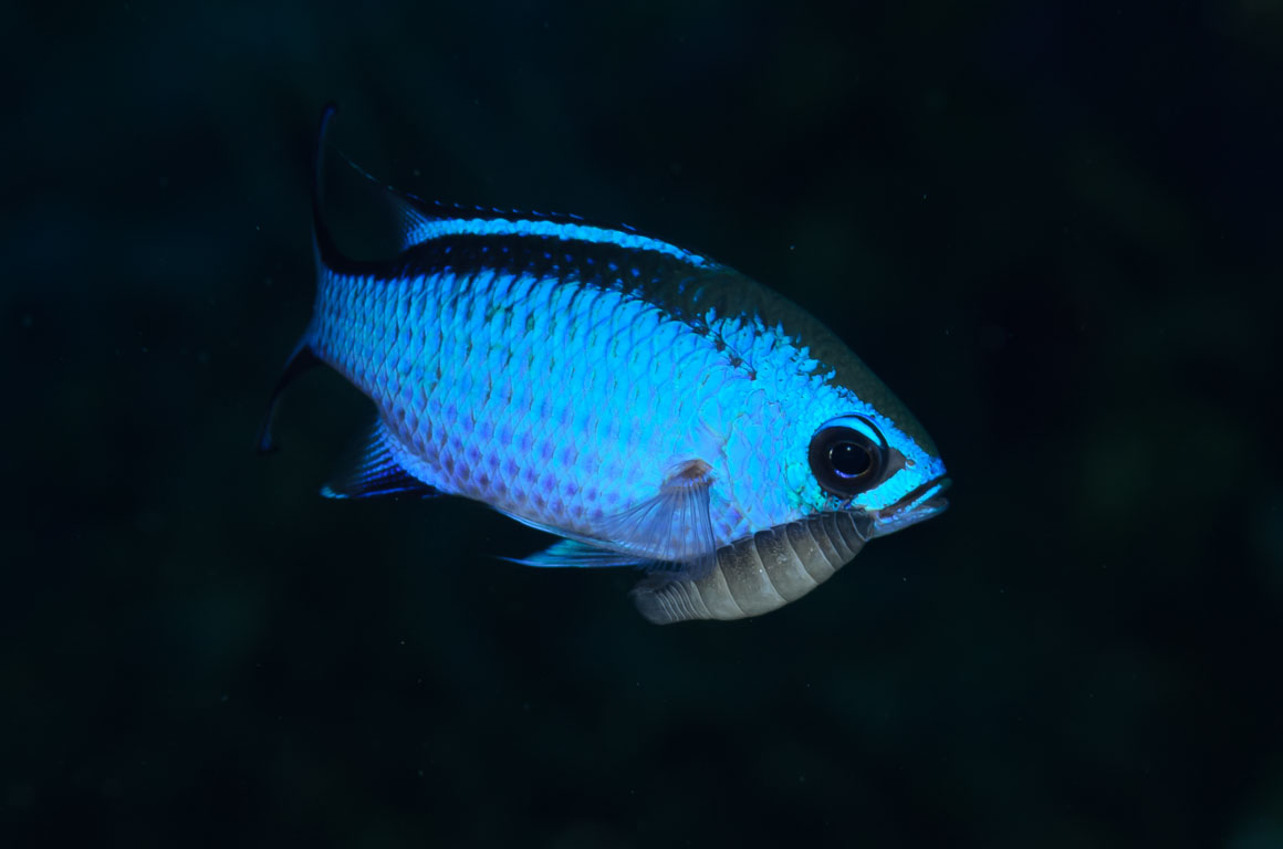 Chromis cyanea TG_410_32.jpg