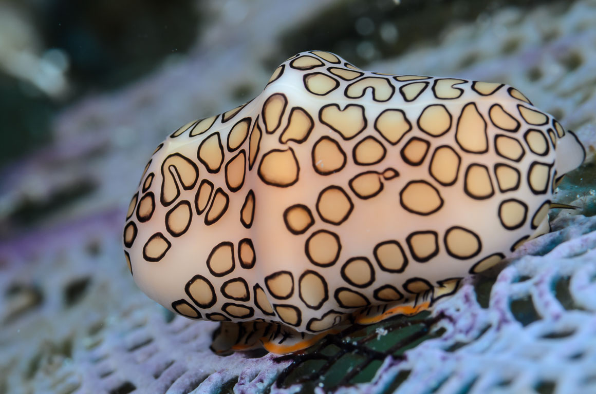 Cyphoma gibbosum TG_411_107.jpg