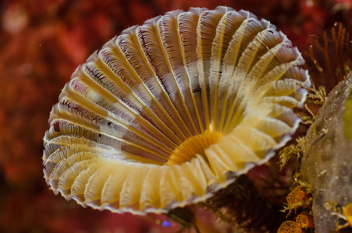 Hypsicomus TG_411_33.jpg
