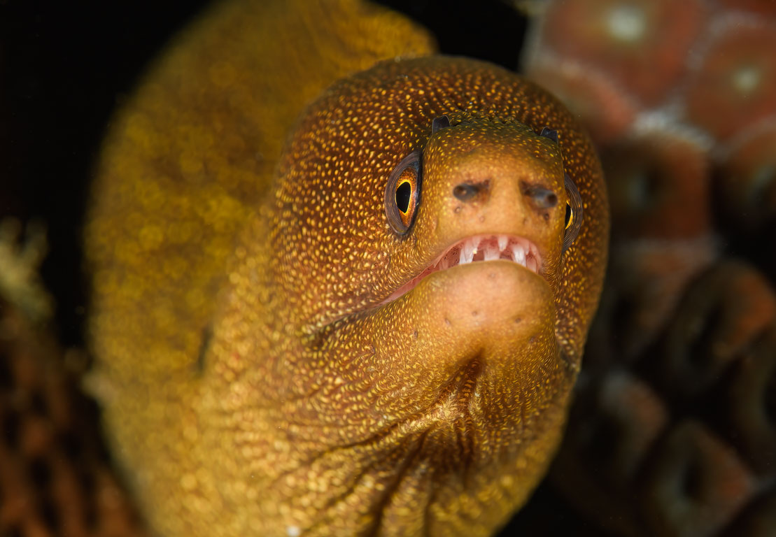 Gymnothorax miliaris TG_431_34.jpg
