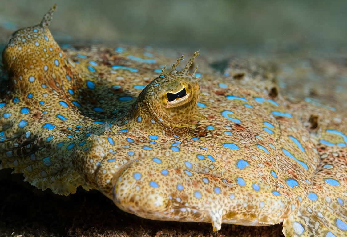 Bothus lunatus TG_432_120.jpg