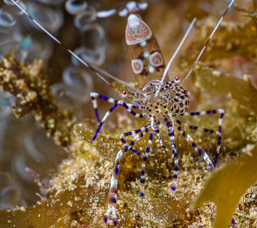 Periclimenes yucatanicus TG_432_31.jpg