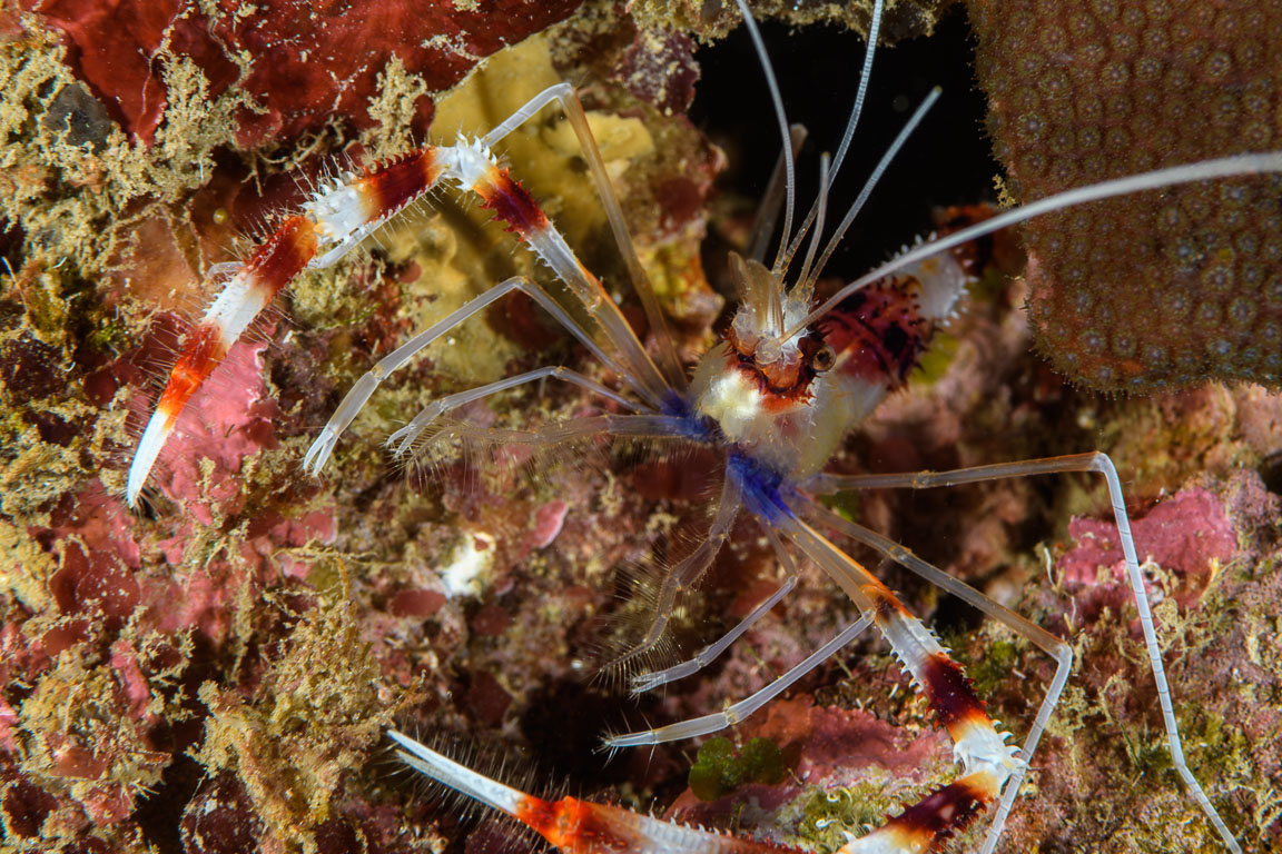 Stenopus hispidus TG_432_65.jpg