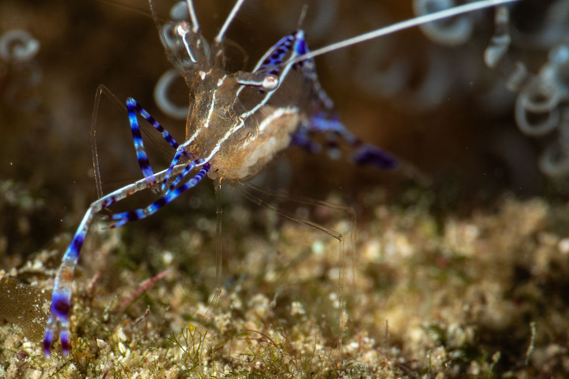 Periclimenes pedersoni TG_432_8.jpg