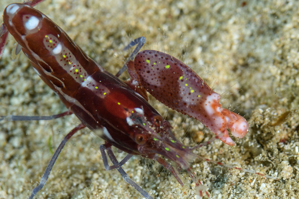 Alpheus armatus TG_432_87.jpg