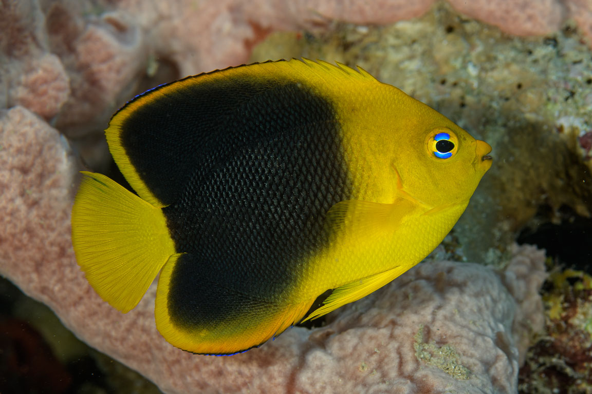 Holacanthus tricolor TG_437_4.jpg