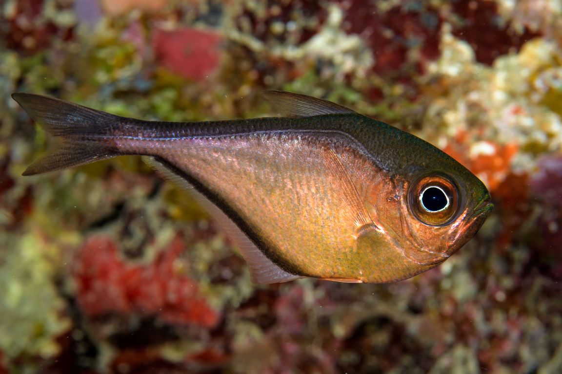 Pempheris schomburgkii TG_437_47.jpg