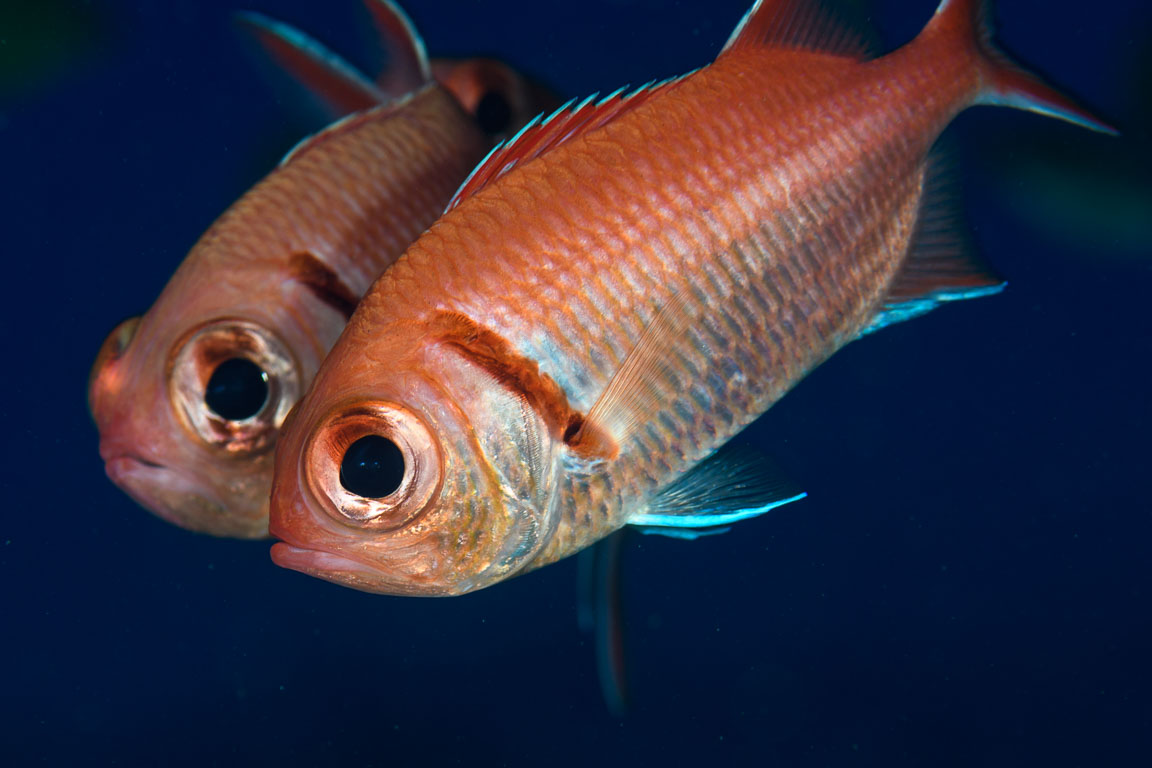 Myripristis jacobus TG_437_50.jpg